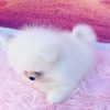 Teddy – Male Teacup Pomeranian