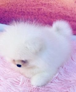 Teddy – Male Teacup Pomeranian