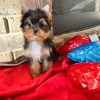 Angel – Black Tan Yorkie Female