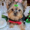 Mickey – Black Tri Female Yorkie