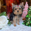 Bear – Male Teacup Yorkie