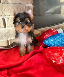 Angel – Black Tan Yorkie Female