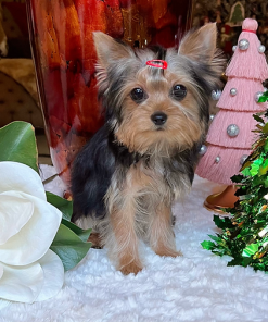 Bear – Male Teacup Yorkie