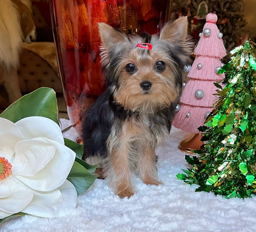 Bear – Male Teacup Yorkie