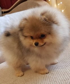 Tiffany – female teacup Pomeranian