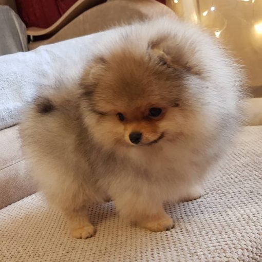 Tiffany – female teacup Pomeranian