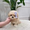 Kimchi – Male Teacup Maltipoo