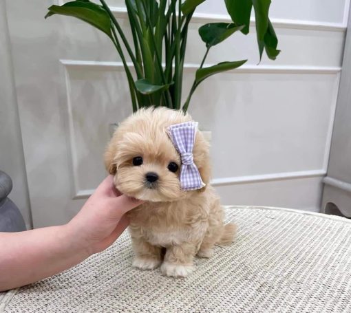 Kimchi – Male Teacup Maltipoo