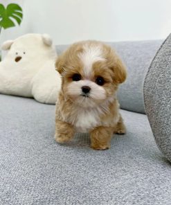 Bebe – Female Mini Maltipoo