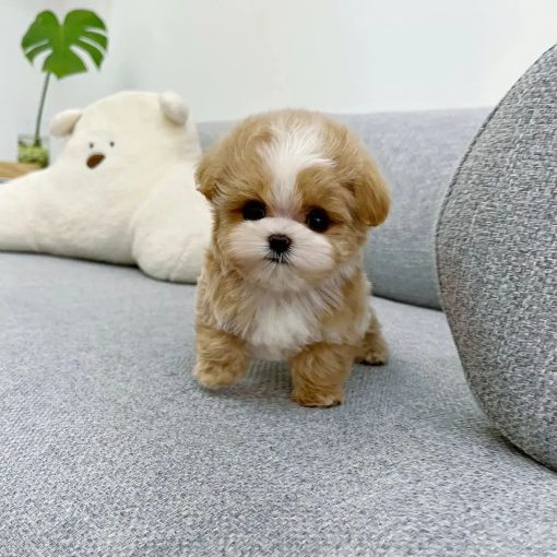 Bebe – Female Mini Maltipoo