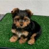 Marry – Female Teacup Yorkie