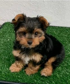 Marry – Female Teacup Yorkie