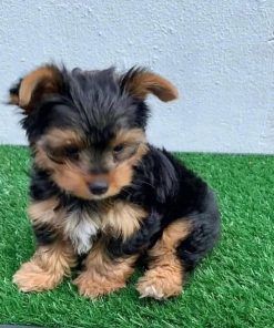 Mini Yorkshire Terrier