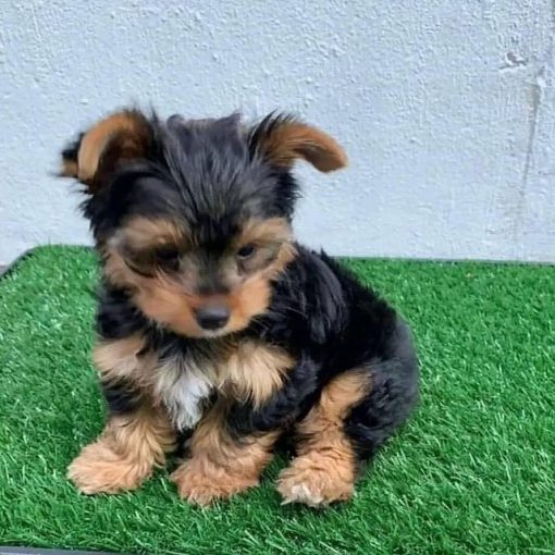 Mini Yorkshire Terrier