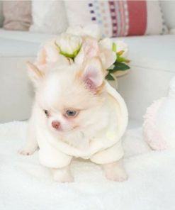 Momo – Female Teacup Chihuahua