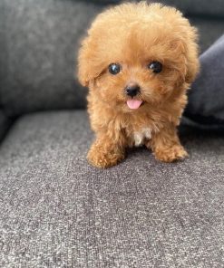 Teacup Poodle