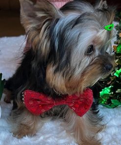 Mickey – Black Tri Female Yorkie