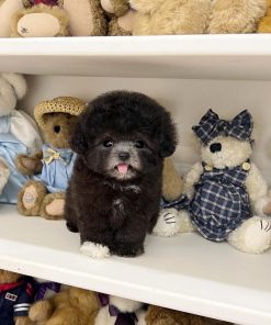 Harry – Male Teacup Maltipoo