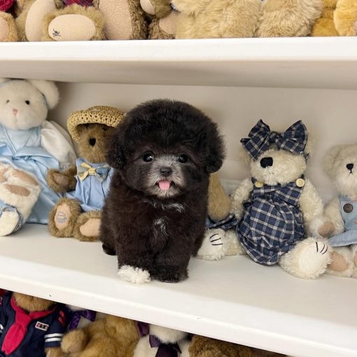 Harry – Male Teacup Maltipoo