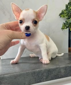 Mini Chihuahua