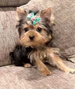 Bear – Male Teacup Yorkie