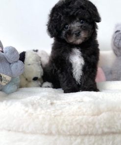 Emma – Female Teacup Poodle