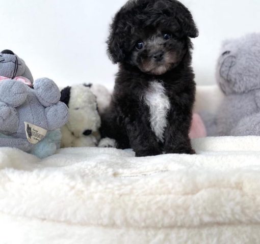 Emma – Female Teacup Poodle