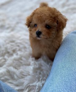 Roy – Male Teacup Poodle