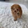 May – Female Teacup Poodle