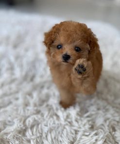 May – Female Teacup Poodle