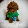 Hosu – Male Teacup Poodle