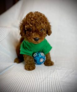 Hosu – Male Teacup Poodle