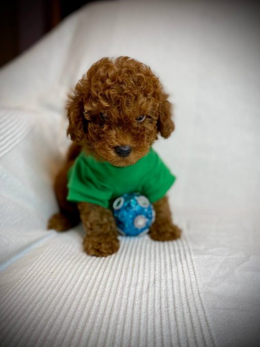 Hosu – Male Teacup Poodle