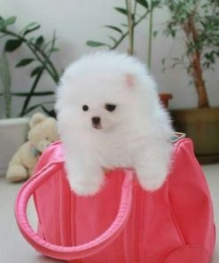 Britney – Female Teacup Pomeranian