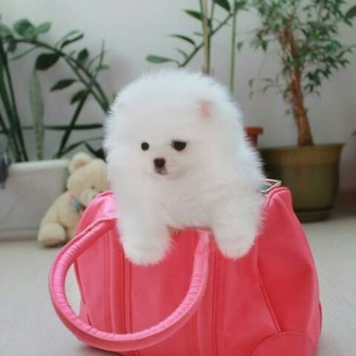 Britney – Female Teacup Pomeranian