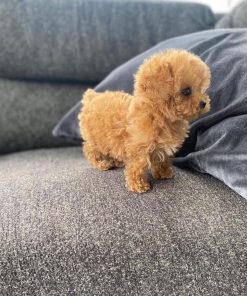 Angela – Female Micro Poodle