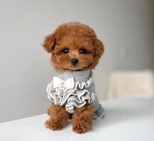 Mary – Female Teacup Poodle