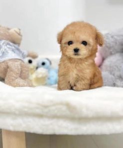 Shasha – Female Teacup Poodle