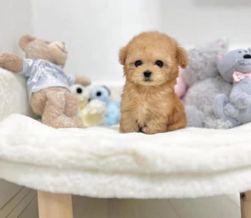 Shasha – Female Teacup Poodle