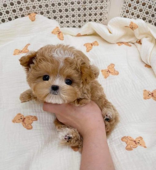 Milk – Male Teacup Maltipoo