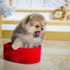 Tiffany – female teacup Pomeranian