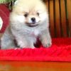 Bill – Male Teacup Pomeranian