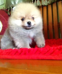 Bill – Male Teacup Pomeranian