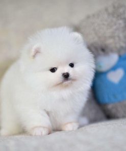 Britney – Female Teacup Pomeranian