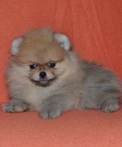 Yuri – Female Teacup Pomeranian