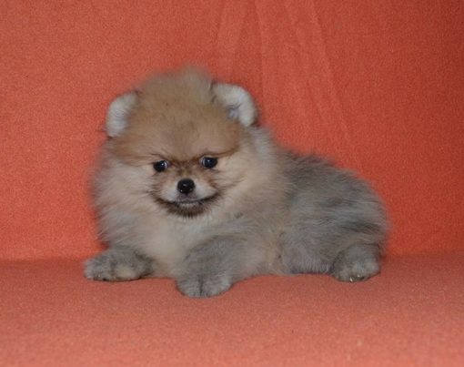 Yuri – Female Teacup Pomeranian