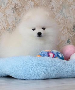 Destiny – Female Teacup Pomeranian