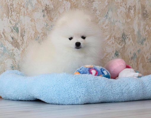 Destiny – Female Teacup Pomeranian