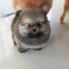 Toby – Male Teacup Pomeranian