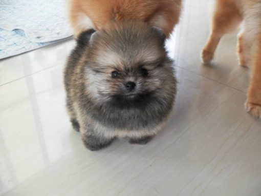 Toby – Male Teacup Pomeranian